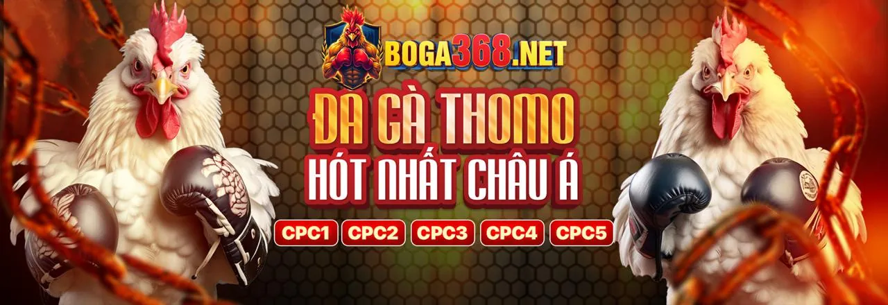 Đá gà trực tiếp tại Playsin79